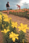BRUCE BUMSTEAD / BRANDON SUN
Different varieties of lilies in the Lily Nook's fields south of Neepawa during the town's annual Lily Festival.