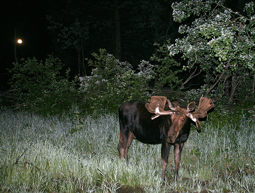 Tim Smith / Brandon Sun files
Sustainable development minister Catherine Cox expressed concern about the sustainability of the moose population.