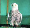 WILDLIFE HAVEN REHABILITATION CENTRE
This snowy owl continues to be cared for at the centre. Of the 17 injured snowy owls taken to the centre, only two have survived.
