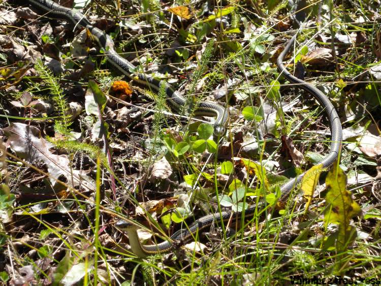 Neil Babaluk / For the Free Press
Snakes at the Narcisse Snake Dens.