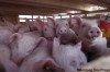 BORIS.MINKEVICH@FREEPRESS.MB.CA
Pigs are headed to Russia.