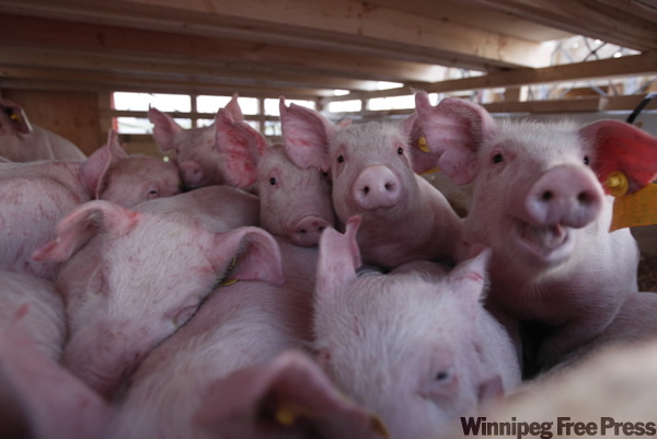 BORIS.MINKEVICH@FREEPRESS.MB.CA
Pigs are headed to Russia.