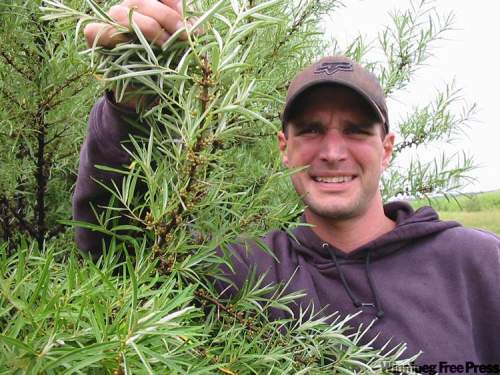BILL REDEKOPP / WINNIPEG FREE PRESS
Dauphin-area farmer Chris Federowich holds up branch of immature seabuckthorn berries. He was one of the first Manitobans to try growing the berries.