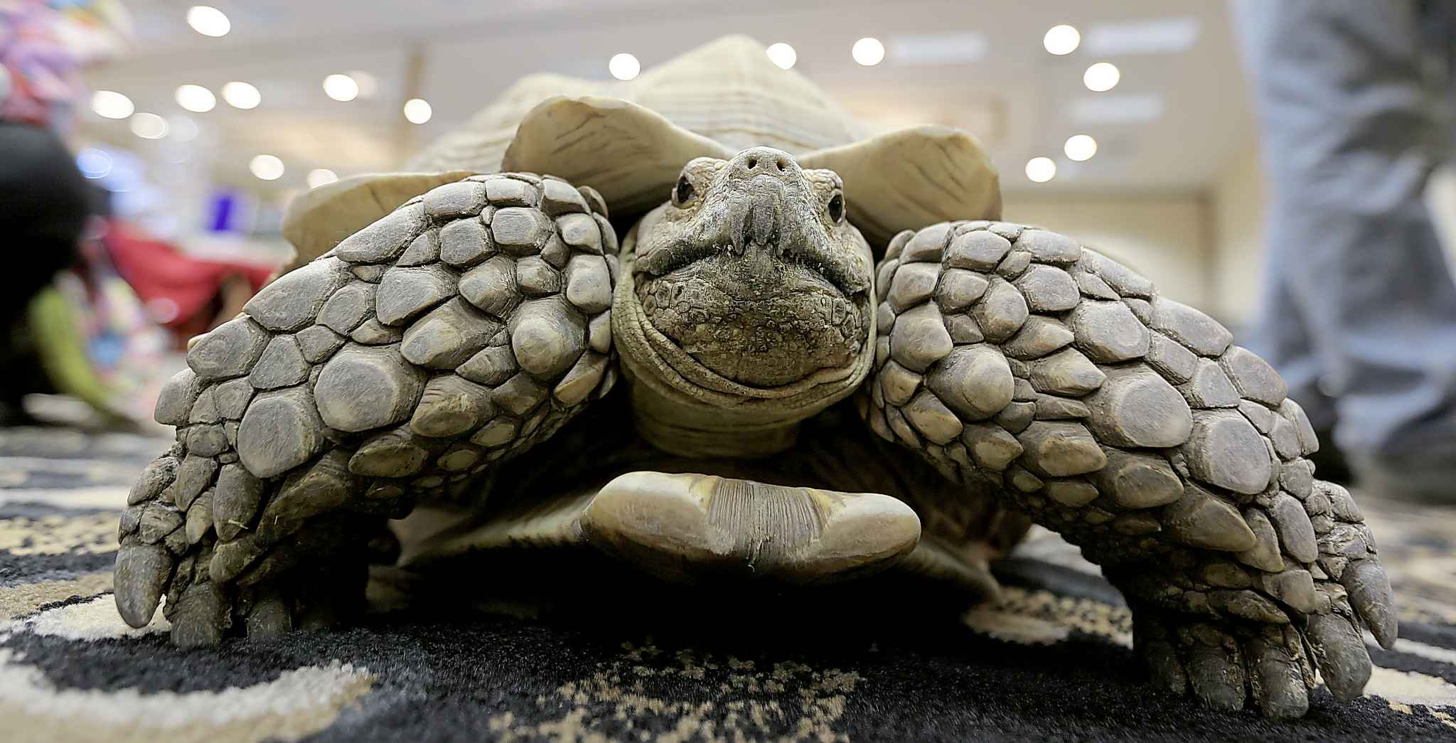 74 days, less than 1 mile later, Tennessee turtle recovered Winnipeg