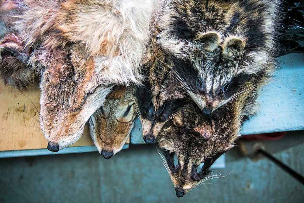 The North West Company, the Winnipeg-based parent company of 25 Northern Stores and a single North Mart in Manitoba, decided earlier this month it would pause its in-store fur purchasing program. (Mikaela MacKenzie / Winnipeg Free Press)