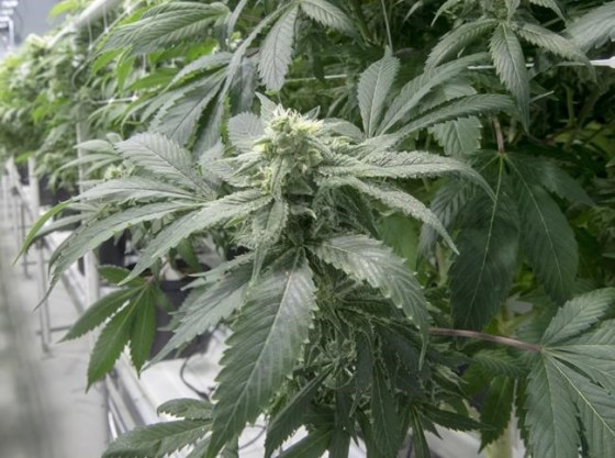 Cannabis plants are seen in Sainte-Eustache, Que., Wednesday, February 20, 2019. THE CANADIAN PRESS/Ryan Remiorz