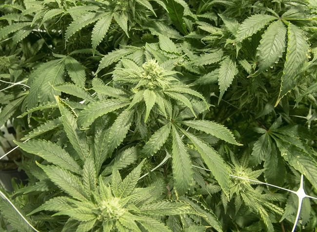 Cannabis plants are seen at a facility in Sainte-Eustache, Que., Wednesday, Feb. 20, 2019. Aphria Inc. and Tilray Inc. say they will combine to become the world's largest cannabis company based on revenue. THE CANADIAN PRESS/Ryan Remiorz