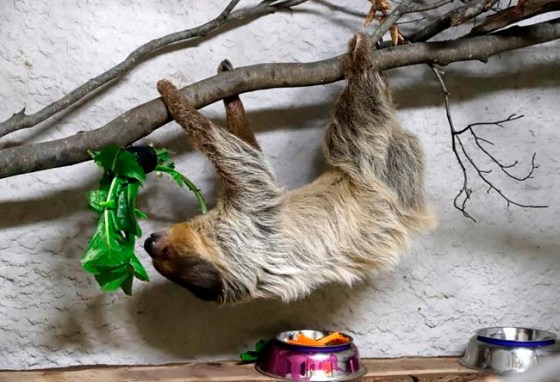 Barry, a two-toed sloth, eats his lunch at Little Ray's Nature Centre in Sarsfield, Ont. on Thursday, February 18, 2021. THE CANADIAN PRESS/ Patrick Doyle