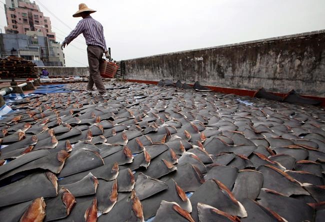 In this Jan. 3, 2013 file photo, a worker collects pieces of shark fins dried on the rooftop of a factory building in Hong Kong. THE CANADIAN PRESS/AP-Kin Cheung