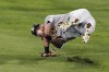 Oakland Athletics second baseman Chad Pinder (4) holds on to the ball while rolling to catch a fly ball hit by Los Angeles Angels' Jose Iglesias (4) during the fifth inning of a baseball game Friday, May 21, 2021, in Anaheim, Calif. (AP Photo/Ashley Landis)