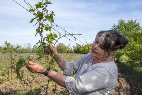 Caroline Granger, founder/winemaker of The Grange of Prince Edward Vineyards and Estate Winery poses for a portrait in her field of Victoria block chardonnay at her vineyard in Hillier, Ont., on Friday, May. 21, 2021. THE CANADIAN PRESS/Lars Hagberg