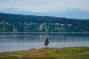 With the Olympic Mountains and Fox Island in the background, the signature lone tree at Chambers Bay golf course is shown May 12, 2021, in University Place, Wash. The course hosted the U.S. Amateur Four-Ball golf championship May 22-26, 2021, which was the first major USGA event at the course since the 2015 U.S. Open, which is remembered as much for golfers' complaints about its baked, burned out greens as for Jordan Speith's victory. (AP Photo/Ted S. Warren)