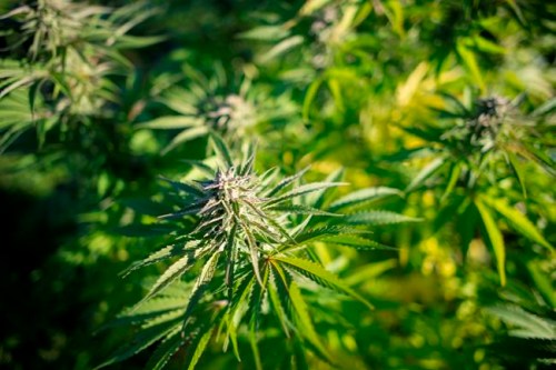 A cannabis plant grows outdoors in southwest Quebec on Tuesday, Oct. 8, 2013. Canadian cannabis farmers say the extreme heat and wildfires hitting the west coast have them on high alert and are pushing them to change their growing processes. THE CANADIAN PRESS/Justin Tang