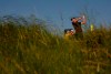 England's Danny Willett play his shot from the 3rd tee during the first round British Open Golf Championship at Royal St George's golf course Sandwich, England, Thursday, July 15, 2021. (AP Photo/Alastair Grant)