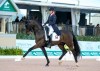 Lindsay Kellock and her horse Sebastien are shown in this undated handout photo. Lindsay Kellock and her horse Sebastien have posted some of the best results of their competitive dressage partnership in the months since Kellock's younger brother Jonathan died of a brain tumour. Studies have shown that animals know when humans are hurting. Kellock certainly believes it. THE CANADIAN PRESS/HO - Susan J. Stickle *MANDATORY CREDIT*