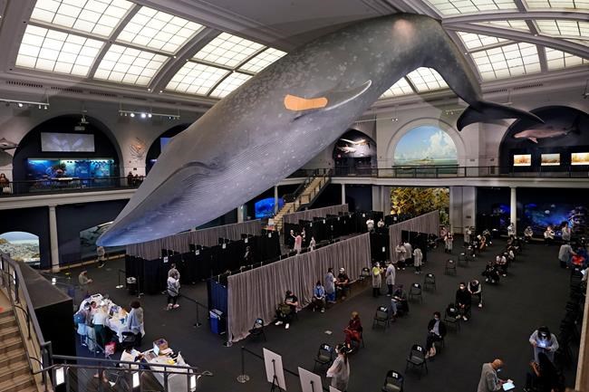 FILE - People rest in the observation area, at right, after receiving COVID-19 vaccinations under the 94-foot-long, 21,000-pound model of a blue whale, in the Milstein Family Hall of Ocean Life, at the American Museum of Natural History, in New York, Friday, April 23, 2021. After months of coaxing people to get vaccinated against COVID-19 with incentives like museum tickets and transit passes, New York City is sweetening the pot by offering $100 to any city resident who gets a first dose of a coronavirus vaccine at a city-run site, Mayor Bill de Blasio said Wednesday, July 28, 2021. (AP Photo/Richard Drew, File)