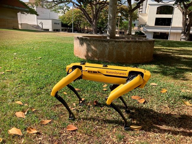 Spot, a robotic Honolulu police dog, stands outside department headquarters during a demonstration to reporters Friday May 14, 2021. Police officials experimenting with the four-legged machines say they’re just another tool, like drones or simpler wheeled robots, to keep emergency responders out of harm’s way. (AP Photo/Jennifer Sinco Kelleher)