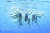 The China artistic swimming team competes during the team free routine final at the 2020 Summer Olympics, Saturday, Aug. 7, 2021, in Tokyo, Japan. (AP Photo/Jeff Roberson)
