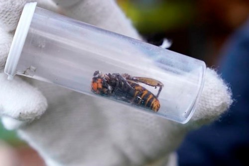 In this Oct. 24, 2020 file photo a Washington State Department of Agriculture worker displays an Asian giant hornet taken from a nest, in Blaine, Wash. THE CANADIAN PRESS/AP-Elaine Thompson