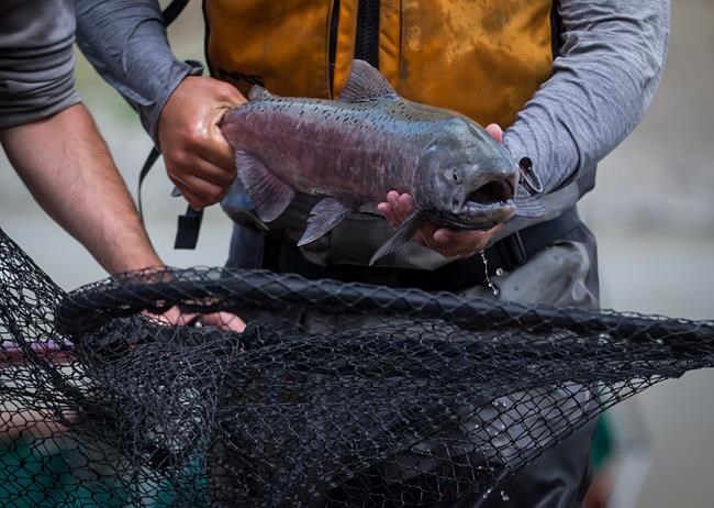 Stuart LePage, of Fisheries and Oceans Canada, sprints to place a salmon in a vessel to be lifted by a helicopter and transported up the Fraser River past a massive rock slide near Big Bar, west of Clinton, B.C., Wednesday July 24, 2019. Pacific salmon can no longer access hundreds of kilometres of spawning streams or floodplain habitat after decades of urban, agricultural and resource development around British Columbia's Lower Fraser River, a study by researchers at the University of B.C. has found. THE CANADIAN PRESS/Darryl Dyck