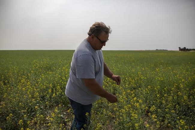 Farmer and Agricultural Producers Association of Saskatchewan President Todd Lewis inspects canola at his farm near Gray, Sask., on Thursday, July 29, 2021. THE CANADIAN PRESS/Kayle Neis