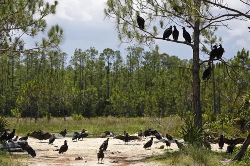FILE - In this Thursday, June 7, 2018, file photo, a committee of black vultures sit atop of a tree at the Panther Island Mitigation Bank, near Naples, Fla. A federal judge has thrown out Trump-era rule that ended federal protections for hundreds of thousands of small streams, wetlands and other waterways across the country. (AP Photo/Brynn Anderson, File)