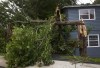 A tree is seen downed after Hurricane Larry crossed over Newfoundland's Avalon Peninsula in the early morning hours, in St. John's, Saturday, Sept. 11, 2021. THE CANADIAN PRESS/Paul Daly