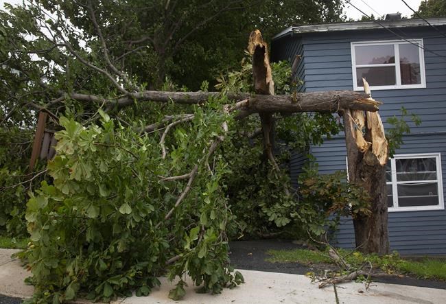 A tree is seen downed after Hurricane Larry crossed over Newfoundland's Avalon Peninsula in the early morning hours, in St. John's, Saturday, Sept. 11, 2021. THE CANADIAN PRESS/Paul Daly