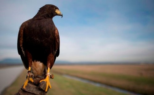 Golly, a Harris Hawk, looks over the airfield at Vancouver International Airport as part of a program that uses predatory birds to scare off other birds from nesting and flying around the airport in Richmond, B.C., on Wednesday, Jan. 21, 2015. THE CANADIAN PRESS/Jonathan Hayward