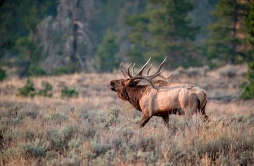 A bull elk bugles in a field in Grand Teton National Park on Wednesday, Oct. 7, 2020. Alberta game ranchers are lobbying governments in the province in a renewed attempt to legalize hunt farms, an industry they say could bring millions of dollars to rural communities but is strongly opposed by wildlife scientists and fish and game groups. THE CANADIAN PRESS/AP-Kayla Renie/Jackson Hole News Guide via AP