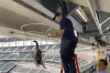 A member of the Truist Park maintenance staff recuses a cat who was hiding between the third and fourth levels of the stadium on a steel beam before a baseball game between Philadelphia Phillies and Atlanta Braves Thursday, Sept. 30, 2021 in Atlanta. The cat appeared unharmed. (AP Photo/John Bazemore)