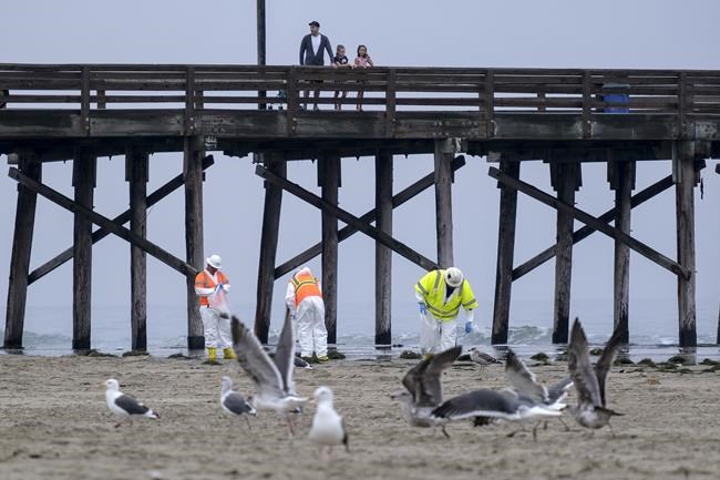 Seagulls are seen as workers in protective suits clean the contaminated beach after an oil spill in Newport Beach, Calif., on Thursday, Oct. 7, 2021. The Coast Guard is investigating whether a ship anchor snagged and bent the pipeline off Huntington Beach. (AP Photo/Ringo H.W. Chiu)