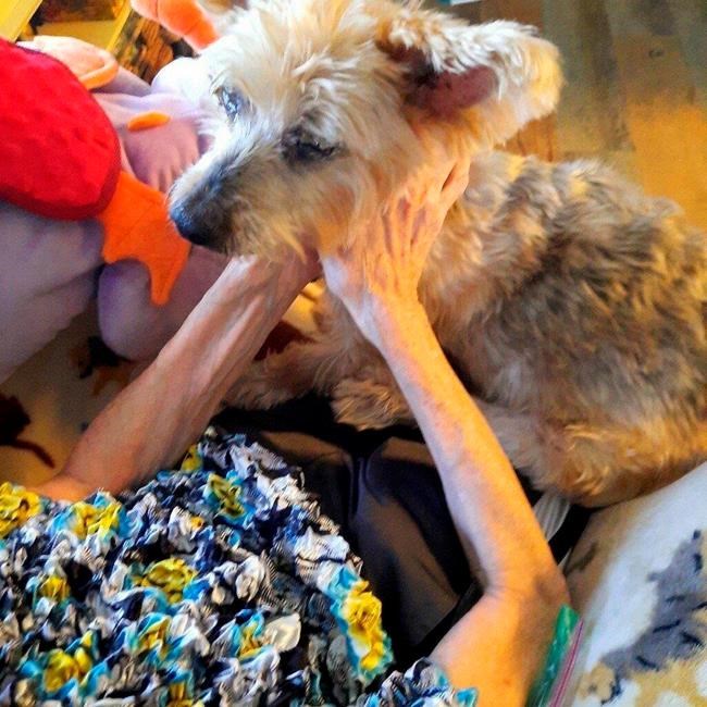 Diane Brisson holds her 12-year-old Yorkie, Champagne, at home in Pinellas Park, Fla., on Dec. 17, 2020, the day Brisson had her beloved pet put down at home using a private service, Lap of Love. The service provides veterinarians for home pet euthanasia. (Marsha Thompson via AP)