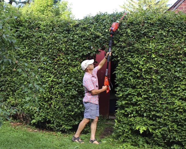 This undated photo shows a tall hedge being pruned in New Paltz, NY. Pole pruners and hedges make it easier and safer to prune stems high up in a plant. (Lee Reich via AP)