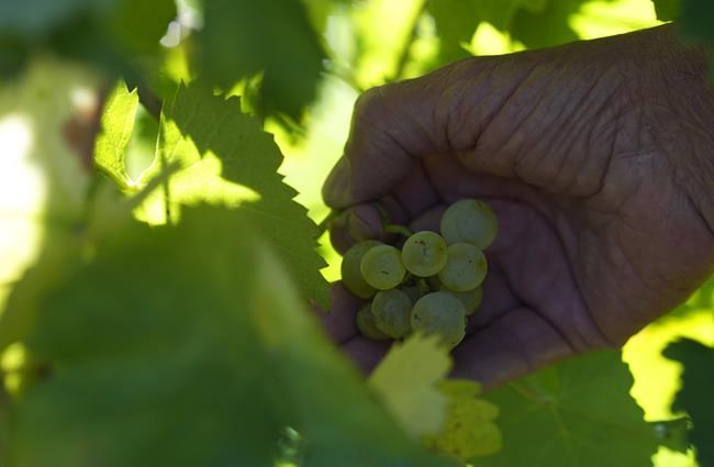 Winemaker Stefano Zanette harvests grape of the