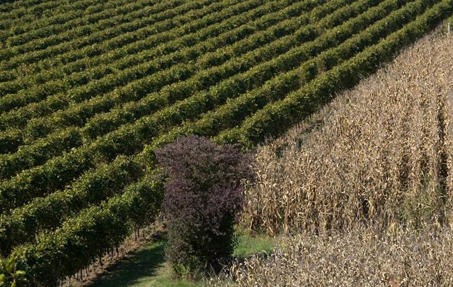A view of the vineyard of the