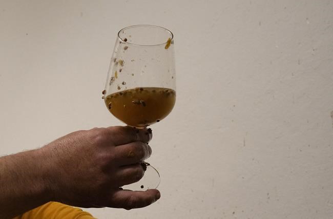 Winemaker Milos Skabar works in his winery in Repen, near Trieste, Italy, Friday, Oct. 15, 2021. Italy has pledged to defend the name of the popular sparkling wine Prosecco as Croatia petitions the European Union to allow its winemakers to call their sweet dessert wine Prosek. The decision not only is a threat to the carefully protected market for the world's top-selling wine but also the entire system of EU geographical designations created to guarantee the quality of artisanal food, wine and spirits. (AP Photo/Antonio Calanni)