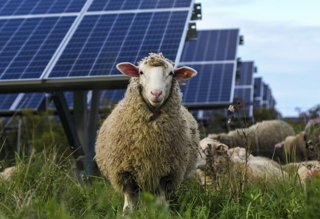 Bees Sheep Crops Solar Developers Tout Multiple Benefits Winnipeg 