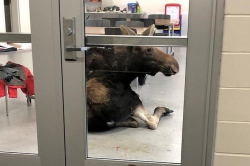 A moose is shown after crashing through a window at Sylvia Fedoruk school in Saskatoon, in this Thursday, Nov. 4, 2021 handout photo. THE CANADIAN PRESS/HO - Jayme Melnyk