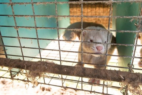 A mink stares out of it's pen at a fur farm near St. Marys, Ont., Thursday, July 9, 2015. THE CANADIAN PRESS/Geoff Robins
