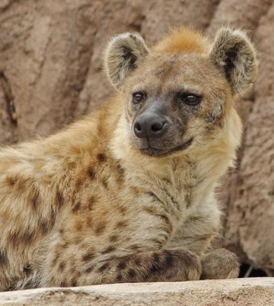 This undated photo provided by the Denver Zoo shows Kibo, one of two of the zoo's hyenas that has tested positive for the coronavirus. The National Veterinary Services Laboratories announced Friday, Nov. 5, 2021, that Kibo, 23 and Ngozi, 22, the zoo's other hyena, have both tested positive for the coronavirus, the first confirmed cases among the animals worldwide. (Denver Zoo via AP)