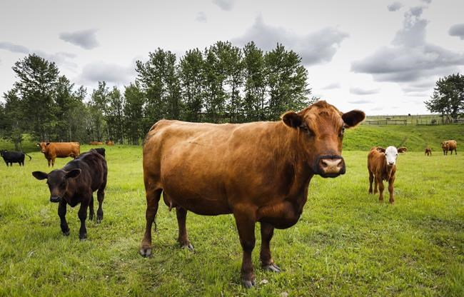 A national farm organization is asking the federal government to pitch in with efforts to move hay from the East Coast to struggling farmers and ranchers in Western Canada. Cows and their calves graze in a pasture on a farm near Cremona, Alta., Wednesday, June 26, 2019.THE CANADIAN PRESS/Jeff McIntosh