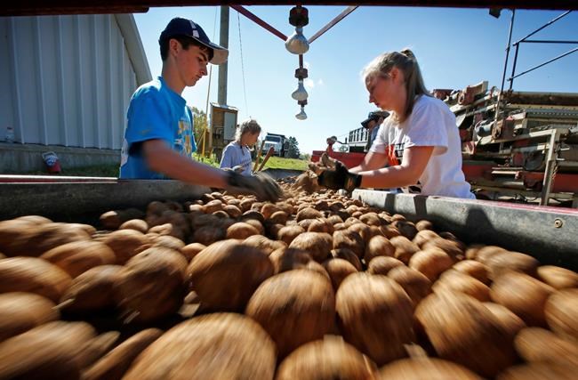 FILE - In this Sept. 25, 2014, file photo, high school students Adam Paterson, 15, left, and Jordi Legasse, 17, right, pulls rocks and and unwanted materials from a conveyor belt moving potatoes into storage facility in Mapleton, Maine. University of Maine researchers are trying to produce potatoes that can better withstand warming temperatures as the climate changes. (AP Photo/Robert F. Bukaty, File)
