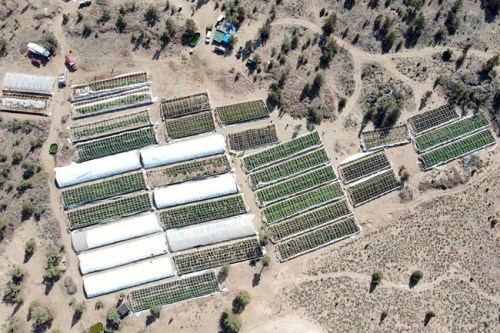 A marijuana grow is seen on Sept. 2, 2021, in an aerial photo taken by the Deschutes County Sheriff's Office in the community of Alfalfa, Ore. After hearing testimony this week about the proliferation of illegal marijuana farms in Oregon and their negative impacts, the Oregon Legislature dedicated $25 million to combatting them. (Deschutes County Sheriff via AP)