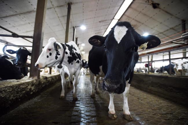 Dairy cows are shown in a barn on a farm in Eastern Ontario on Wednesday, April 19, 2017. Farm groups say they're fearful the highly contagious Omicron variant could severely stress Canadian food production. Dairy farms, greenhouses, and mushroom farms are some of the sectors that could be most vulnerable to interruptions if large numbers of employees need to stay home sick. THE CANADIAN PRESS/Sean Kilpatrick