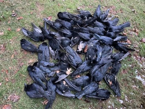 Dead crows are shown on Saturday, Jan. 1, 2022 in Victoria Park, which is near the waterfront in downtown Charlottetown. THE CANADIAN PRESS/HO-Katherine Laurence **MANDATORY CREDIT**