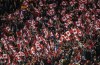 Fans cheer for Team Canada as they take on Costa Rica during World Cup qualifier soccer action in Edmonton on Nov. 12, 2021. THE CANADIAN PRESS/Jason Franson