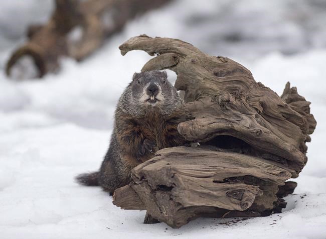 Groundhog Day: Shubenacadie Sam, Wiarton Willie disagree on weather