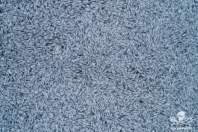 CAPTION CORRECTS SPELLING OF SHEPHERD In this photo provided by Sea Shepherd on Saturday Feb. 5, 2022, dead fish float in the Bay of Biscay, off La Rochelle, western France on Thursday Feb.3, 2022. France's maritime minister has ordered an investigation after environmental group Sea Shepherd released video and photos of a massive dump of fish in the Atlantic. The images show swarms of fish in the Bay of Biscay off the southwest France. The reason for the dump is unclear. (Sea Shepherd via AP)