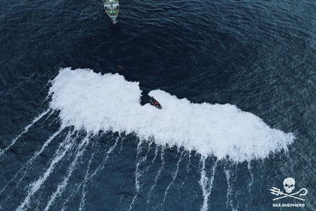 CAPTION CORRECTS SPELLING OF SHEPHERD In this photo provided by Sea Shepherd on Saturday Feb.5, 2022, dead fish float in the Bay of Biscay, off La Rochelle, western France on Thursday Feb.3, 2022. France's maritime minister has ordered an investigation after environmental group Sea Shepherd released video and photos of a massive dump of fish in the Atlantic. The images show swarms of fish in the Bay of Biscay off the southwest France. The reason for the dump is unclear. (Sea Shepherd via AP)